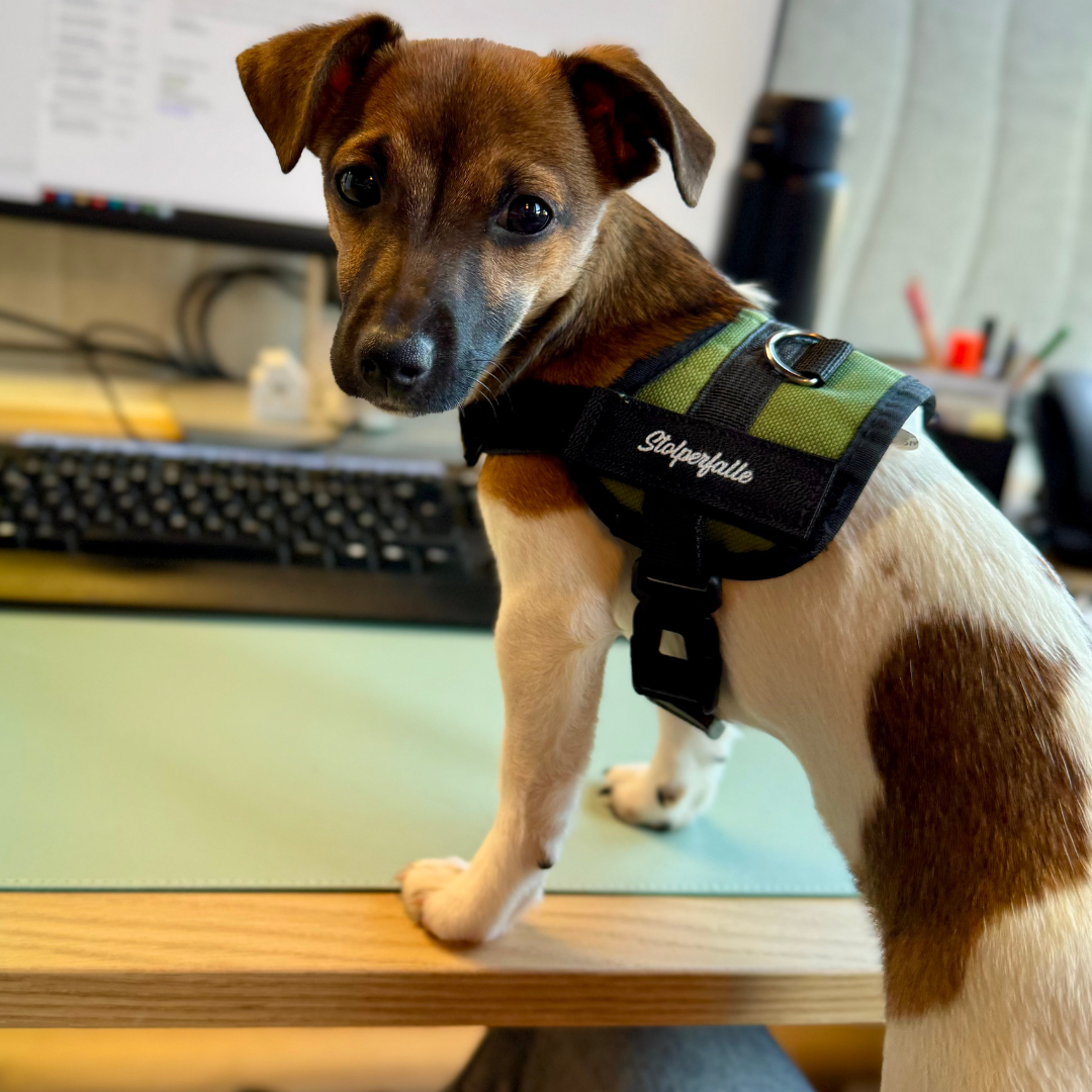 Öffnet die Seite 'Kennen Sie schon unseren Büro-Hund Hazel?'